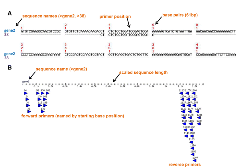 PrimerView: High-throughput Primer Design And Visualization_引物序列